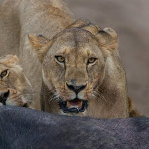 5 Days Serengeti & Ngorongoro Crater