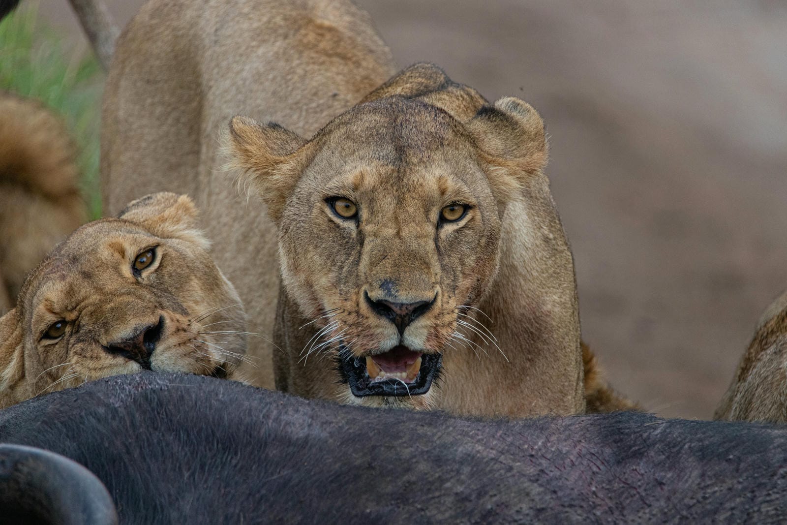 5 Days Serengeti & Ngorongoro Crater
