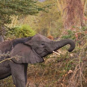4 Days in Tarangire National Park| Ngorongoro Crater
