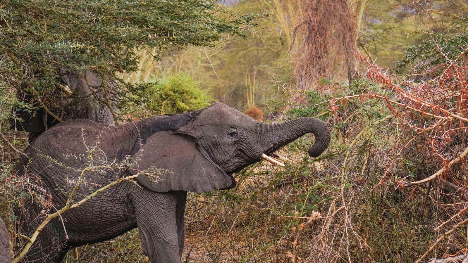 4 Days in Tarangire National Park| Ngorongoro Crater